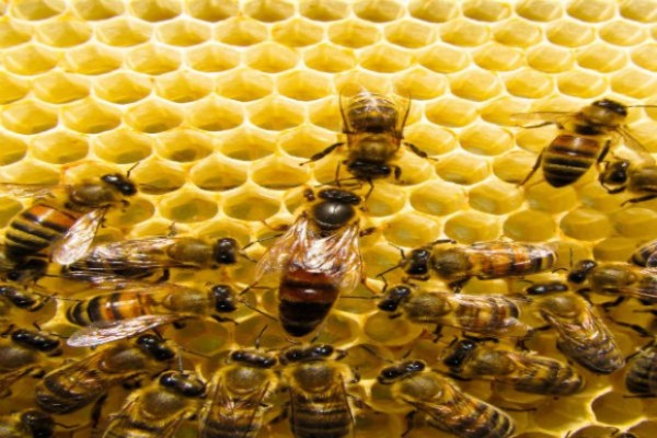 Zdrowotność pszczół – postępowanie przy zwalczaniu zgnilca amerykańskiego