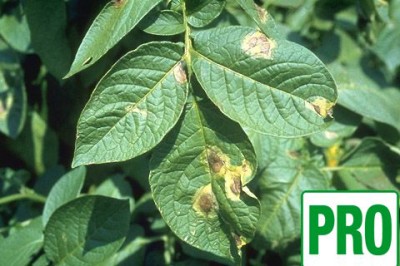 Potato late blight Decision Support System (DSS) PRO (Poland)
