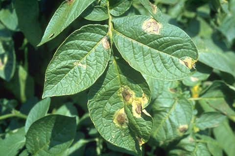 Potato late blight Decision Support System (DSS) (Poland)